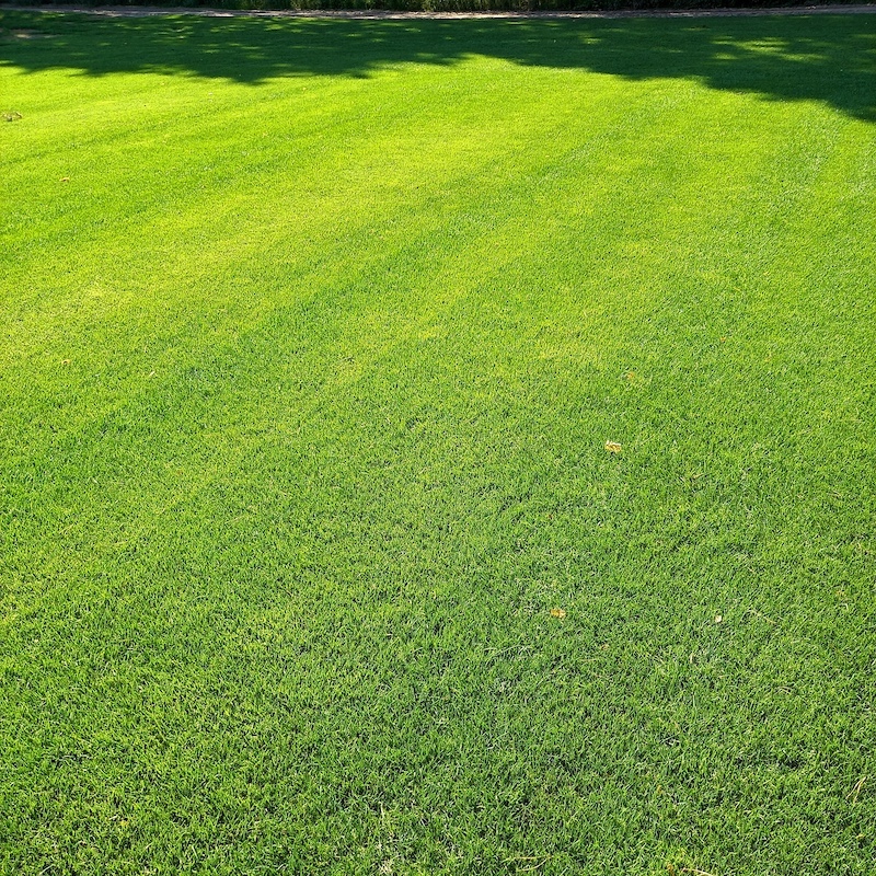 Natura Spielrasen