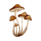 Pilze im Rasen