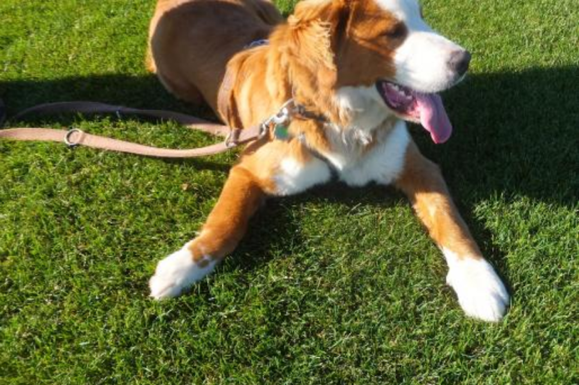 Hund auf Rasen