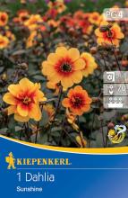 Mignon-Dahlie Sunshine (1 St) - nützlingsfreundlich UND VIELE ANDERE BLUMENZWIEBELN