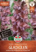 8 Gladiolen 'Rusty Chestnut'