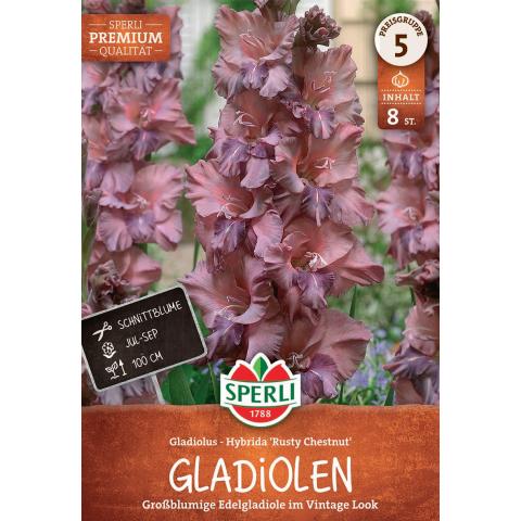 8 Gladiolen 'Rusty Chestnut'