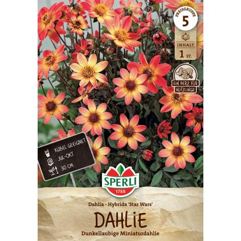1 Dahlie Hybrida 'Star Wars'