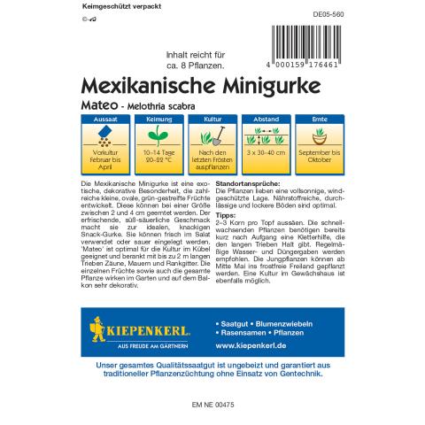 Mexikanische Minigurke Mateo