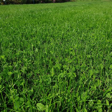 Naturrasen 10kg