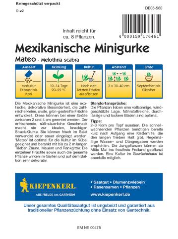Mexikanische Minigurke Mateo