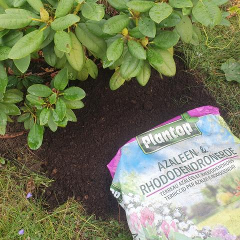 Anwendung - Zur Neuanpflanzung & Pflege von Moorbeetpflanzen wie Azaleen, Rhododendron, Hortensien, Blaubeeren etc.