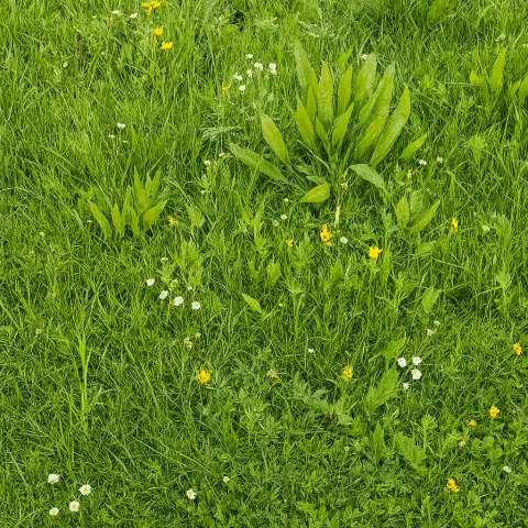 Rollwiese