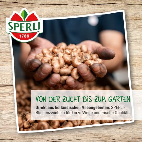 10 Freesien 'Gefüllter Mix'